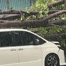 Mobil Eros Djarot Tertimpa Pohon, Ingat Wajib Waspada Saat Berkendara