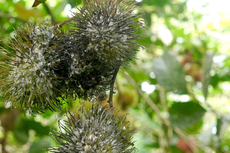 Ilustrasi penyakit embun tepung pada buah rambutan. 