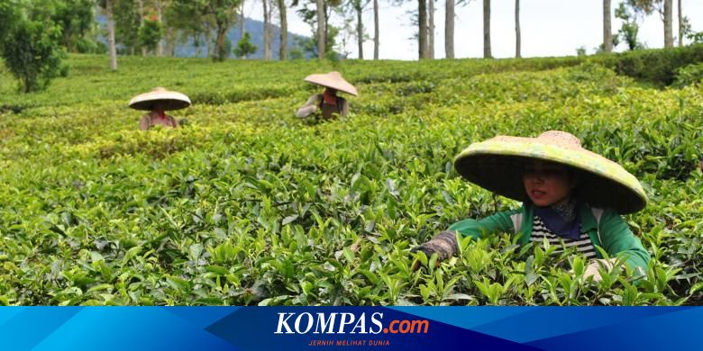 Itinerary One Day Trip Wisata Puncak Bogor Halaman All Kompas Com