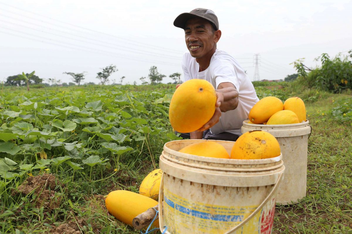 Petani memanen timun suri di Kunciran, Tangerang, Banten, Senin (21/05/2018). Timun suri menjadi salah satu buah favorit yang dijadikan bahan minuman untuk menu berbuka puasa.