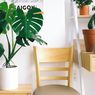Bingung Memilih, Anda Lebih Cocok Menanam Aglonema atau Monstera?