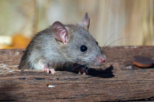 6 Cara Menghilangkan Bau Bangkai Tikus dari Rumah 