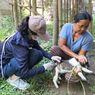 Perdes Rabies di Buleleng, Pemilik yang Peliharaannya Gigit Warga Wajib Biayai Pengobatan