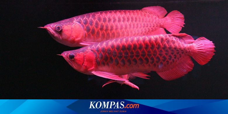 Langkah Penyelamatan Arwana Super Red Dengan Ekowisata Danau Lindung Halaman All Kompas Com