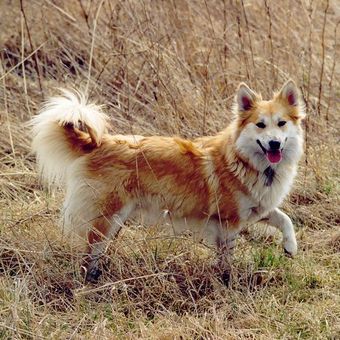 Ilustrasi ras anjing Icelandic Sheepdog.