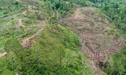 Mengkritisi Gagasan Pengelolaan Hutan Para Cawapres