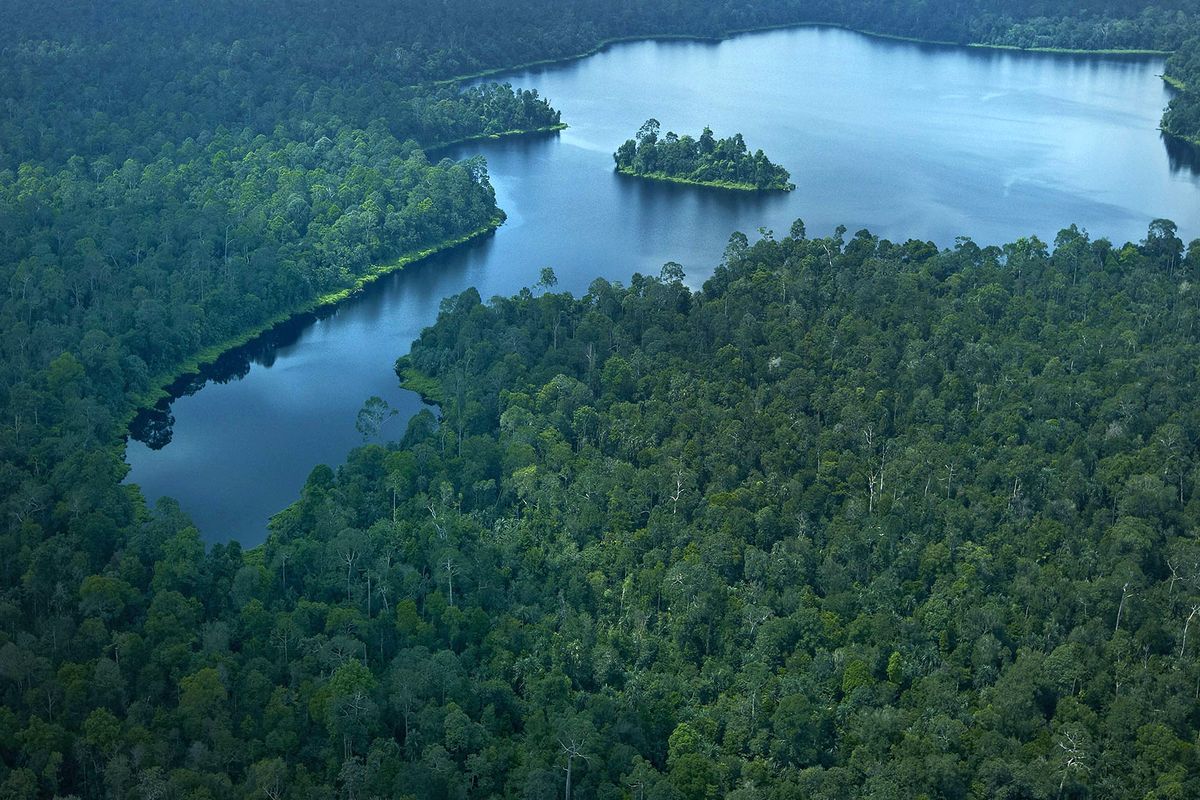 Hutan sebagai paru-paru dunia