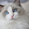 Mengadopsi Anak Kucing Vs Kucing Dewasa, Mana yang Terbaik?