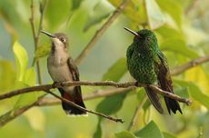 [HOAKS] Foto Burung Terkecil di Dunia Hummingbird Topaz