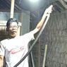 Ular Kobra Sembunyi di Lantai Rumah Warga Klaten, Ada 18 Telur Siap Menetas