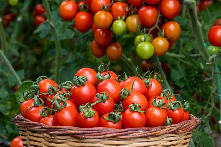 Ilustrasi tanaman tomat, panen tomat.