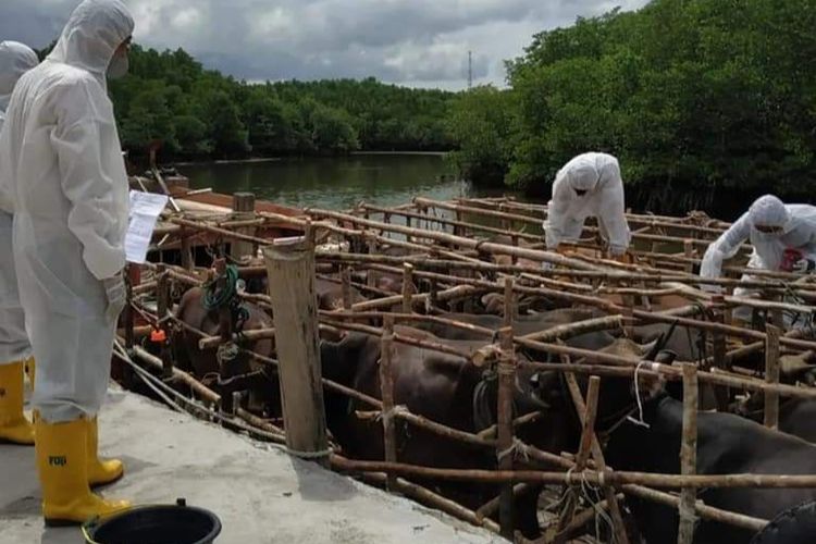 Petugas langsung memeriksa kondisi sapi yang baru tiba di Bintan.