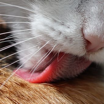 Ilustrasi lidah kucing, ilustrasi kucing menjilat bulunya.