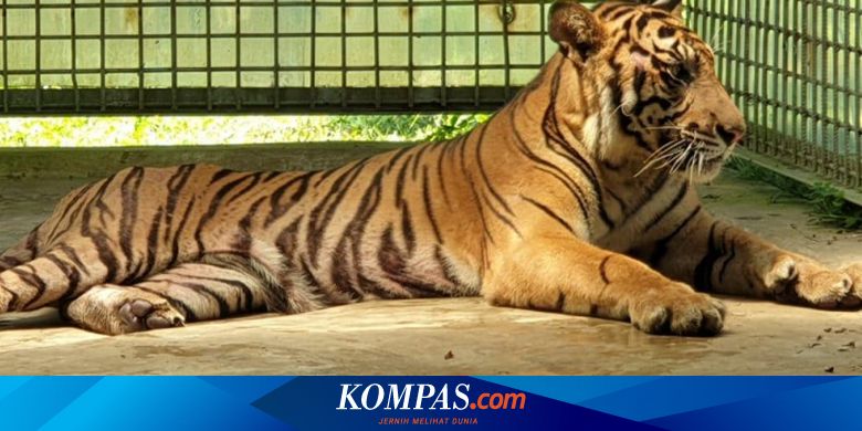 Harimau Diprediksi Bakal Punah 10 Tahun Lagi Saatnya Kita Bertindak Halaman All Kompas Com