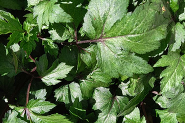 Daun tanaman purwoceng