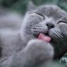 Tubuh Kucing Bau Tak Enak? Ini Beberapa Penyebabnya