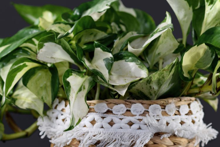 Ilustrasi tanaman hias sirih gading Manjula. 