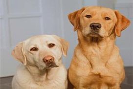 Komentar Berita 1 500 Anjing Mati Keracunan Melamin