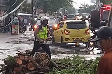 Pohon Tumbang Tutup Jalan di Pekanbaru, Sempat Sebabkan Macet Parah