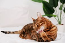 Ini Penyebab Kucing Sangat Sering Menjilati Tubuhnya