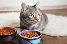 4 Hal yang Harus Dipertimbangkan Sebelum Mengganti Makanan Kucing 