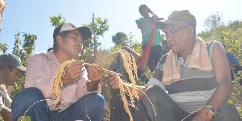 Woja Wole disusun sebelum dimahkotai di kepala perempuan, Senin (30/7/2018). Tradisi Karong Woja Wole merupakan tradisi mengantar padi sebagai ratu alam semesta di Suku Gunung dan suku-suku lain yang tersebar di kawasan selatan Kota Komba, Kabupaten Manggarai Timur, Flores, Nusa Tenggara Timur. 