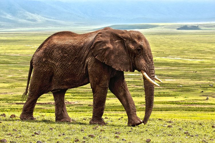 Binatang Gajah bergerak dengan cara berjalan