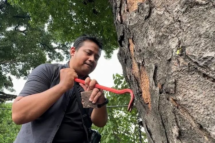 Kisah Dosen Keliling Kota Jadi Pemburu Paku Pohon, Ada 700 Paku di 70 Pohon