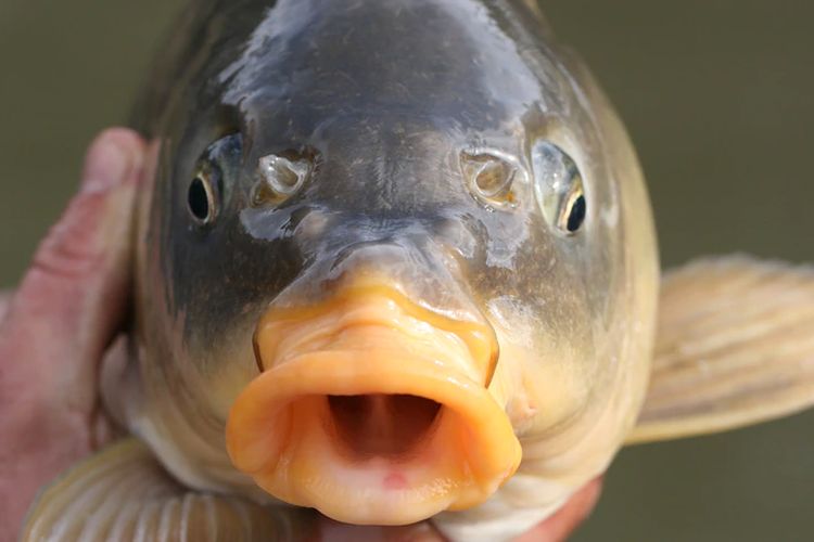 Mengonsumsi ikan air tawar seperti ikan mas bisa membantu mengatasi masalah lingkungan dan juga menghemat biaya hidup bagi warga Australia.