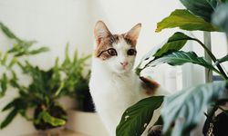 Hobi Berkebun Tapi Punya Anabul? Pilih 7 Tanaman Bebas Racun Ini