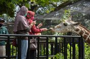 4 Aktivitas Seru di Kebun Binatang Bandung, Kasih Makan Jerapah