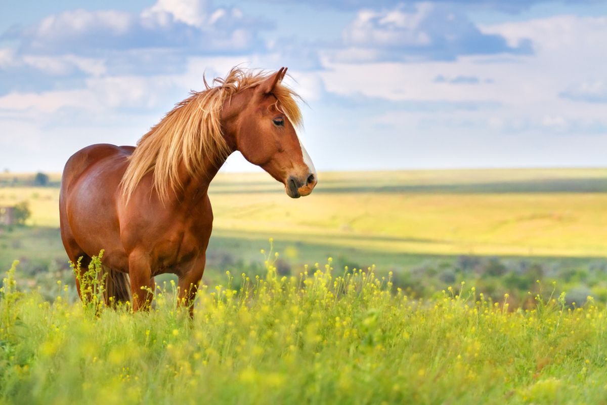 Ilustrasi kuda. Kuda adalah salah satu hewan yang berkeringat.