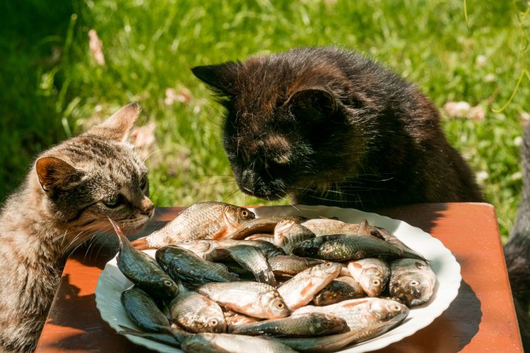 Ilustrasi kucing makan ikan. 