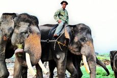 Pengunjung Kecewa Tak Ada Atraksi Gajah di Way Kambas