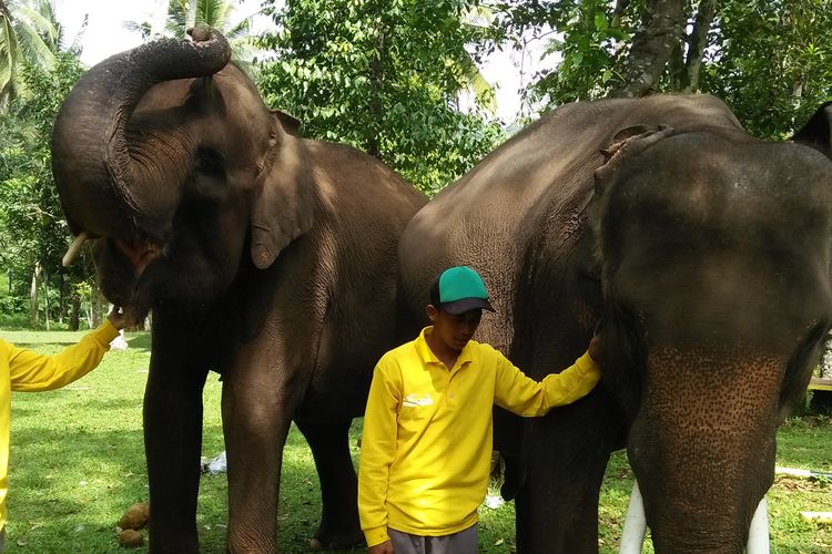 Pelatihan survei populasi gajah dilakukan di Pusat Konservasi Lembah Hijau Kota Bandarlampung.  