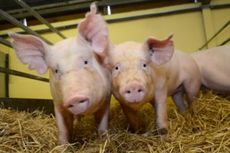Terobosan Baru, Ahli Ciptakan Babi yang Kebal Virus Mematikan