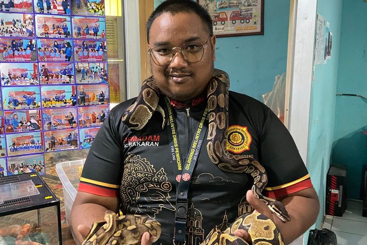 Dari Hasil Evakuasi Menjadi Media Edukasi, Kisah Koleksi Ular di Markas Damkar Semarang