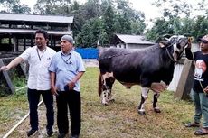 Mister Kowang, Sapi Kurban Jokowi Berbobot 900 Kilogram dari Kota Metro Lampung