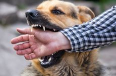 Pernah Digigit Anjing, Satu Warga Sikka Meninggal di Puskesmas dengan Gejala Rabies