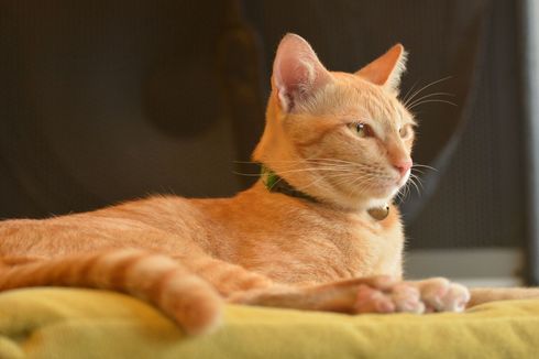 5 Cara Mengobati Kucing Diare 