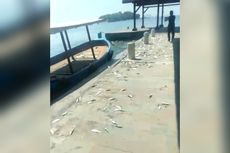 BMKG: Fenomena Ratusan Ikan Terdampar di Pulau Onrust Bukan Pertanda Gempa dan Tsunami