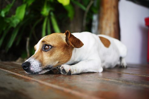 Anjing Juga Bisa Stres, Kenali Tanda-tandanya