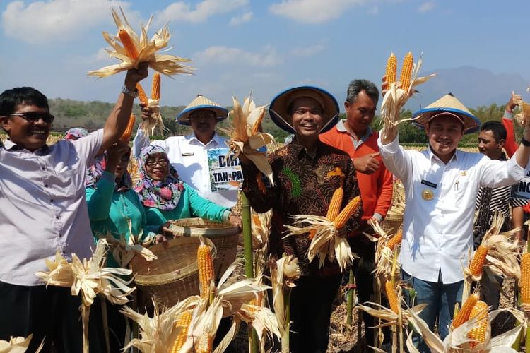 Panen raya jagung varietas Nakulaa Sadewa (Nasa) SinKembar Tongkol di Desa Joho, Kabupaten Nganjuk, Jumat (6/9/2019).