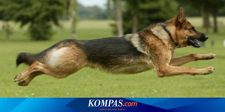 Wanita Ini Mengaku Berhubungan Seks Dengan Anjing