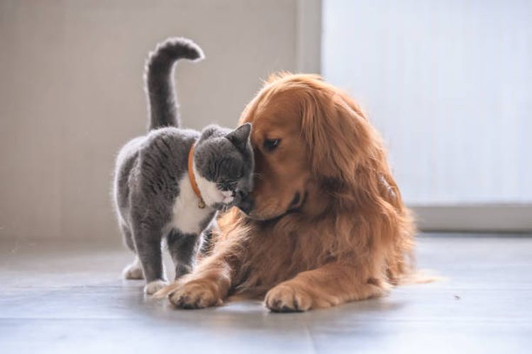 Cara membuat kucing dan anjing saling mengenal.