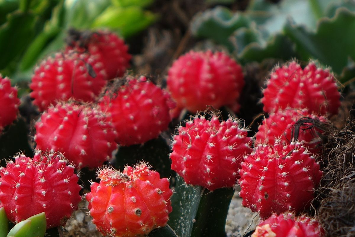 Ilustrasi tanaman kaktus bulan (Gymnocalycium mihanovichii).