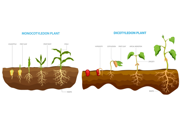 Ilustrasi proses pertumbuhan tanaman dikotil dan monokotil.