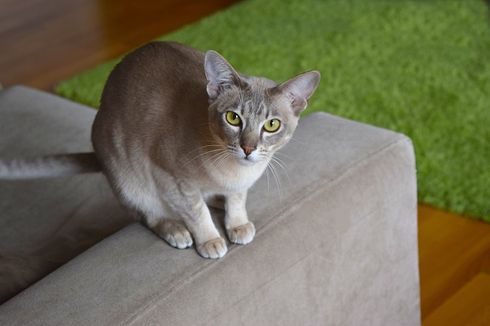 5 Alasan Kucing Peliharaan Suka Mengikuti Pemiliknya