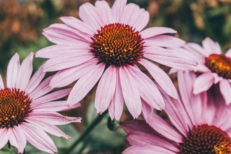 Ilustrasi bunga Echinacea atau Coneflower. 