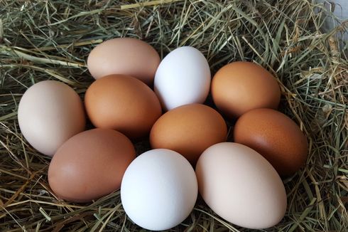Kenapa Ada Telur Ayam Warna Coklat dan Putih?